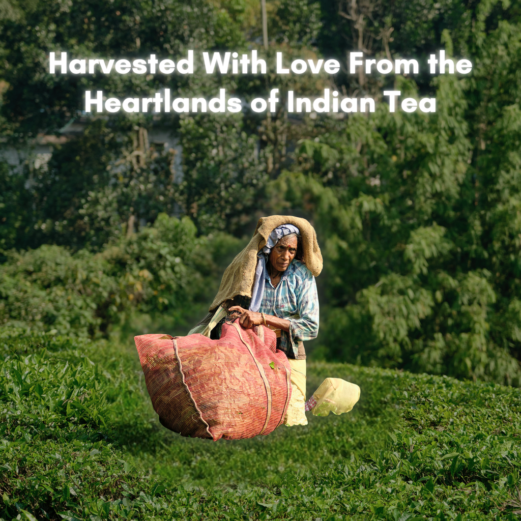 Assam White – 25 Cups